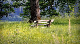 A wooden bench sits beneath a large tree in a grassy meadow dotted with yellow wildflowers, with wooded hills in the background.
