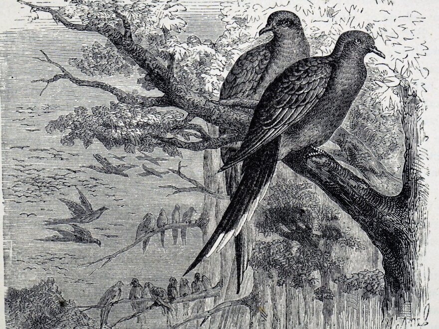 An engraving dating from the 19th century depicts passenger pigeons, once one of the most common birds in North America but now extinct because of overhunting and deforestation.
