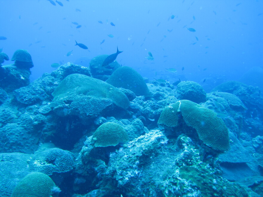 Corals, fish and marine life populate the reefs at Flower Garden Banks National Marine Sanctuary.