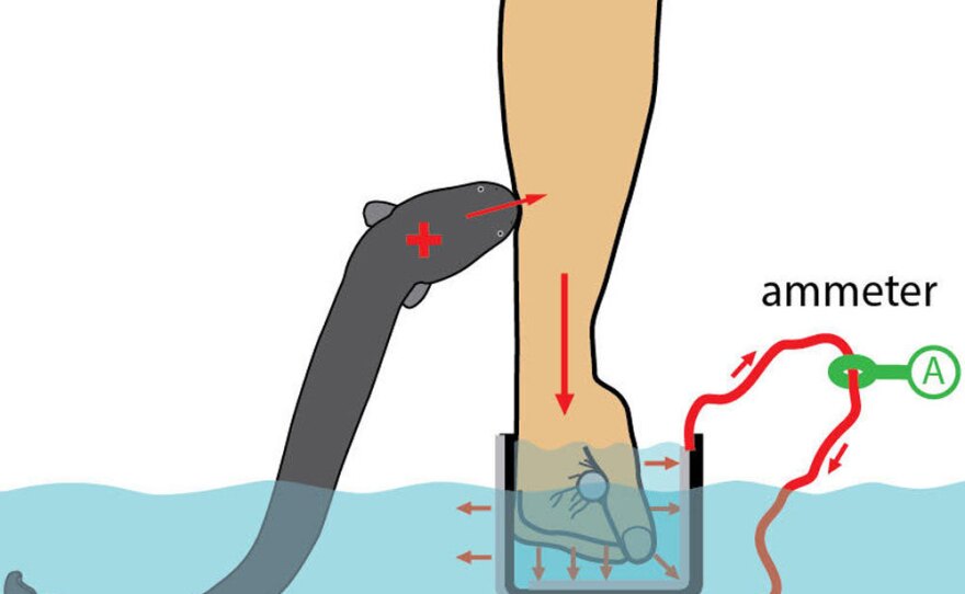 Catania says the foot-long eel delivered a current that peaked at around 50 milliamps.