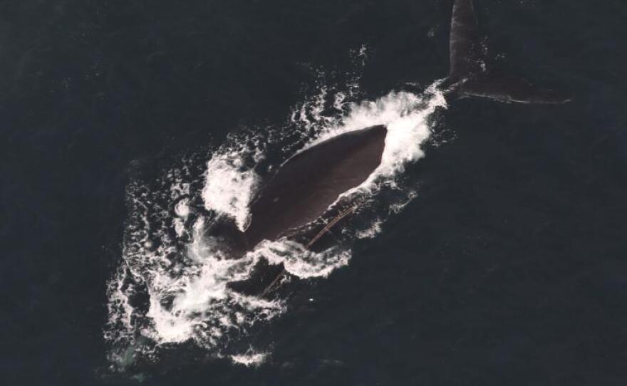 North Atlantic right whale #4120 documented with two llines exiting the left side of the mouth on December 9, 2024.