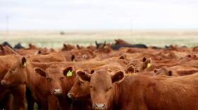 Cattle stand while grazing in freshly opened pasture using adaptive grazing at CS Ranch, during the Soil Health Academy which teaches regenerative agriculture techniques, on June 1, 2022 in Cimarron, New Mexico. (Mario Tama/Getty Images)
