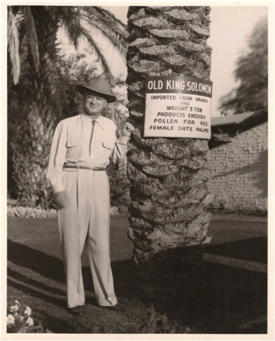 One of the early date moguls in the Coachella Valley, circa 1940s. The date palm is the oldest cultivated fruit tree, yet it often requires pollination by hand.