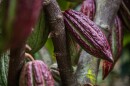 An unripe cacao fruit hanging from a tree at Kamananui Cacao Orchards. (March 16, 2026)