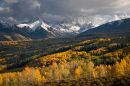 Aspen trees turn yellow with snow-capped mountains in the background.