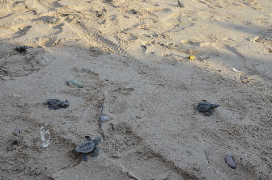 Recently released olive ridley sea turtle hatchlings make their way to the sea.