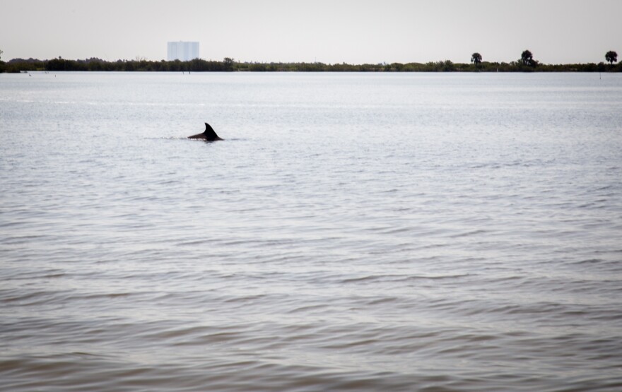 A dolphin swims in the North Indian River Lagoon just off the A. Max Brewer Memorial Parkway in Titusville.