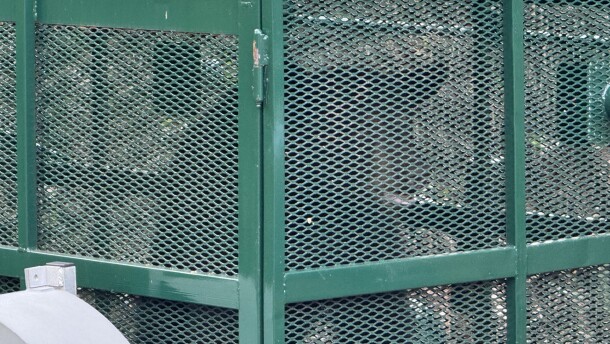 A black bear that had been getting into Dumpsters on the Florida Gulf Coast University campus recently was trapped Thursday in an FWC bear trap. The animal will be transported to a forested area in rural Collier County for release.