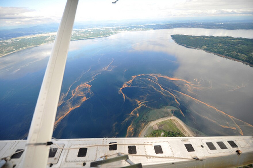 Marine plankton at the surface of Puget Sound east of Vashon Island. 6/20/11