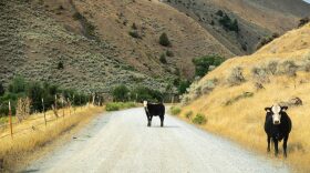 Cattle graze along the Snake River. Snake River Basin steelhead are among species that conservationists are concerned could be harmed by expanded cattle grazing under a new federal plan.