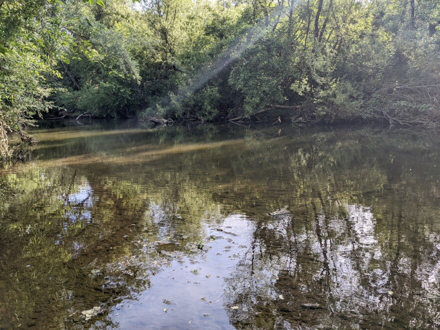 A river with riparian vegetation and reflections of trees in its surface.