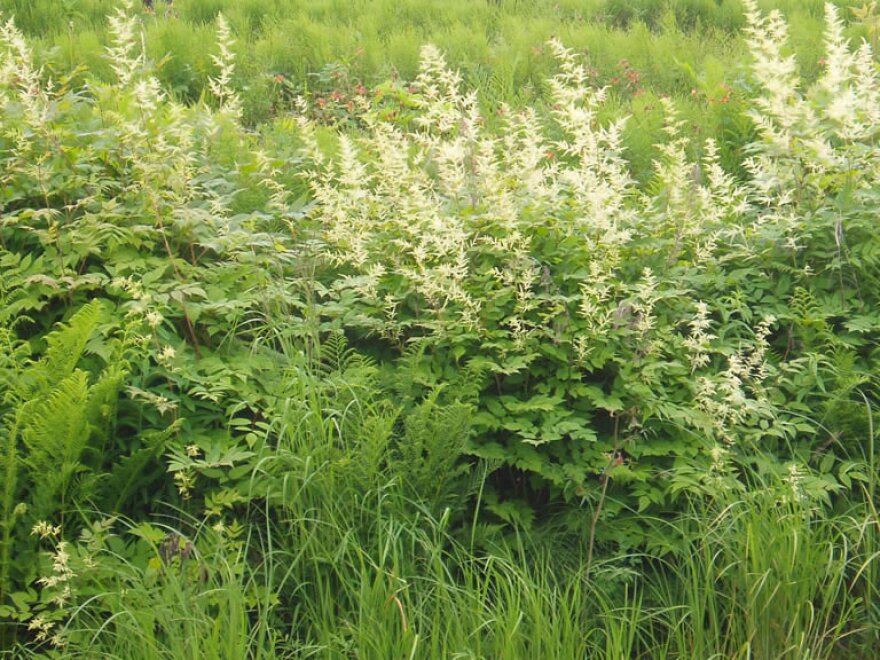 Goatsbeard with white flowers and green leaves