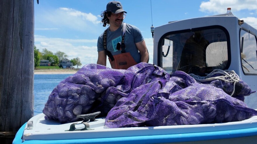 A quahogger participates in DEM’s shellfish transplant program on Thursday May 7, 2026.