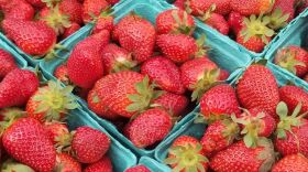 Strawberries at Main St. Farmers Market