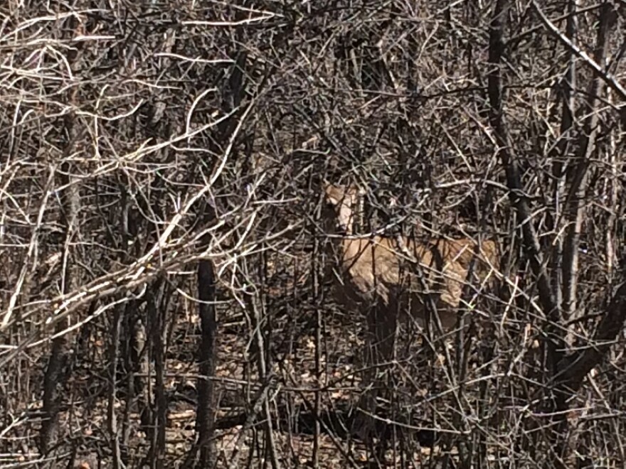 Deer in the underbrush.