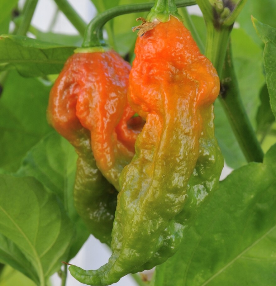 Ghost chili