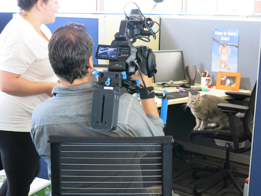 cat in cubicle
