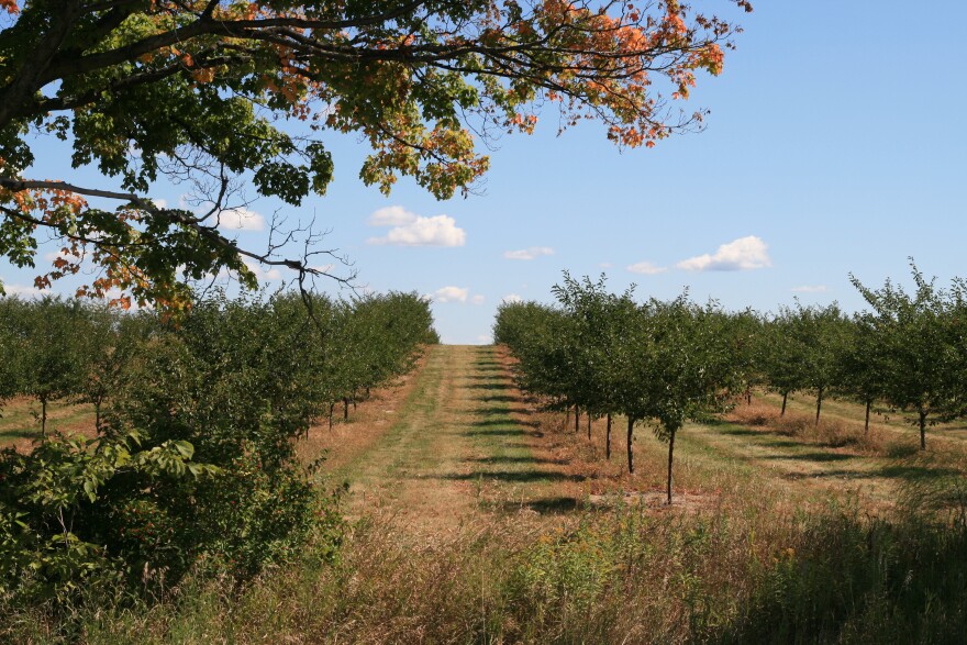 Rows of cherry trees in an Elk Lake orchard