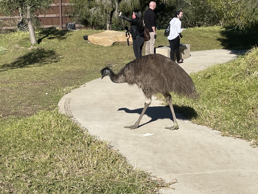 Emus roam past visitors