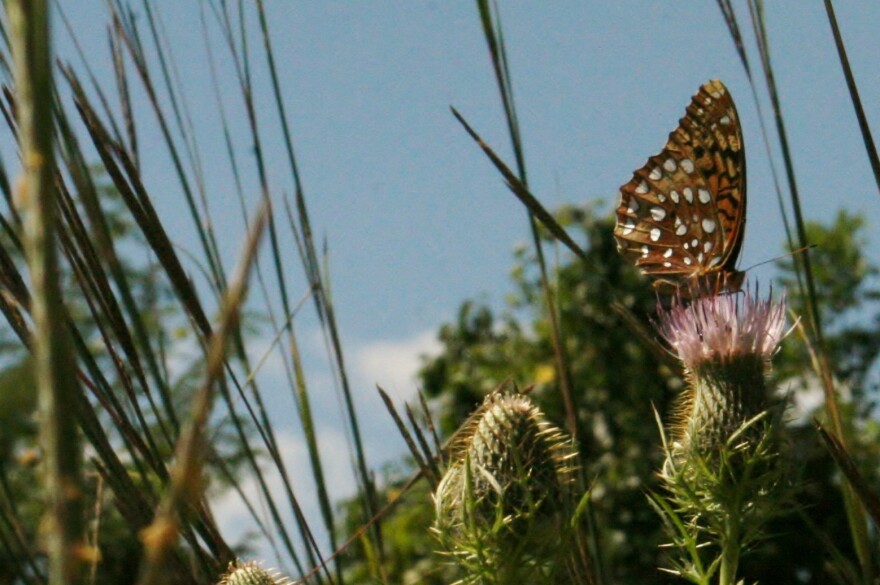 Butterfly -- a great spangled fritillary -- on thistle at Shaw Nature Reserve.