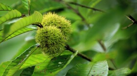 chinese chestnuts fruit grow on tree