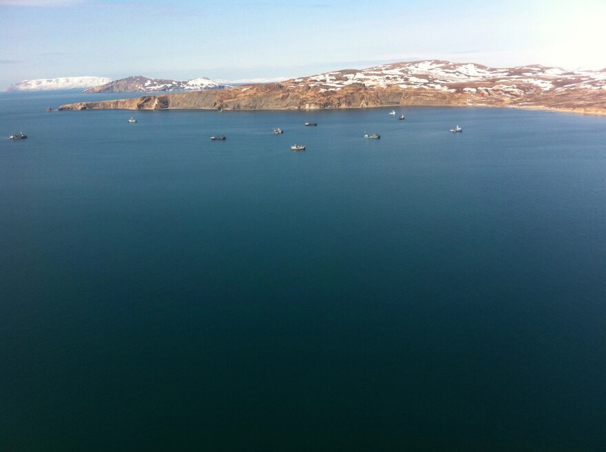 Togiak herring tenders in May 2013. (Thorey Munro/KDLG)