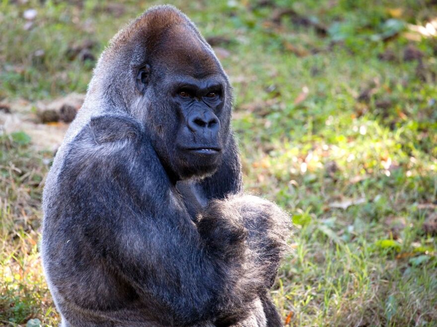 Ozzie was the oldest male gorilla in the world when he died on Tuesday at the zoo in Atlanta. He was believed to be 61 years old.