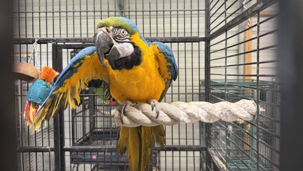Marigold is a blue and gold macaw at Nana & Papa's Nest