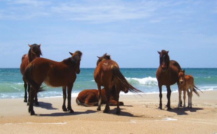 Cape Lookout National Seashore is home to a herd of more than 110 wild horses. These horses live on Shackleford Banks, the southernmost island in the park.