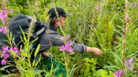 A man in a gray button down shirt, black hat and carrying a black backpack is in the middle of tall green leaves and bright fuchsia flowers. He is reaching toward one of the plant's leaves.