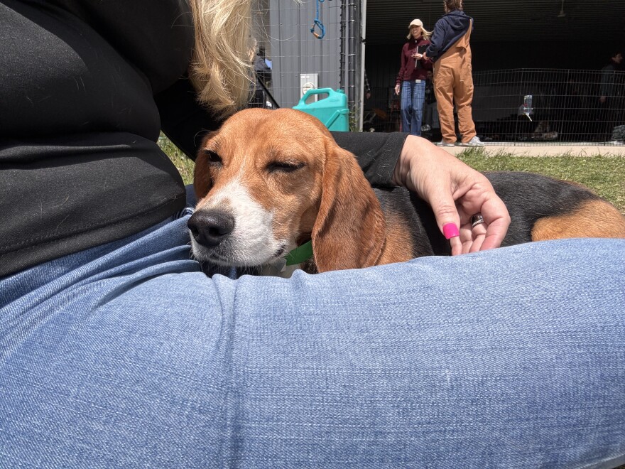 A beagle rescued from Ridglan Farms, which breeded and sold beagles for research purposes. 
