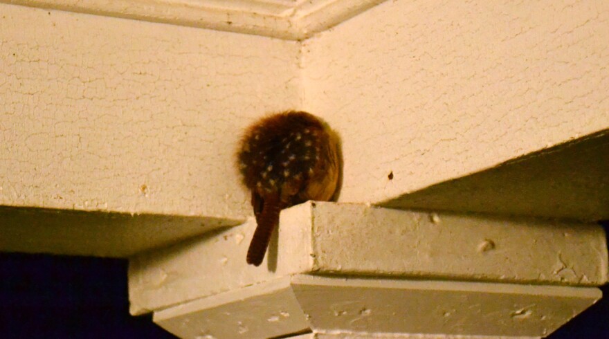 A Carolina wren asleep on the porch.