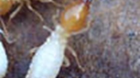 A termite.