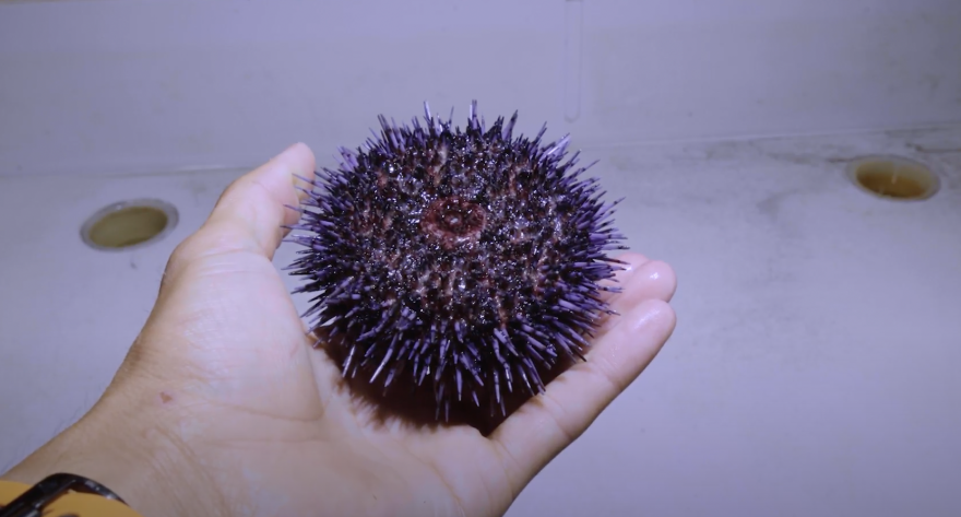 A UCSB researcher holds a purple sea urchin in a video explaining the university's research on urchins and kelp along the California coast.