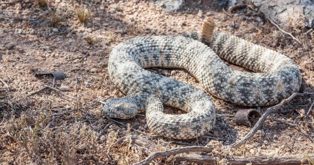 Azgr Snake Q&AZ: Phoenix Herpetological Sanctuary has some tips for Arizona's ...
