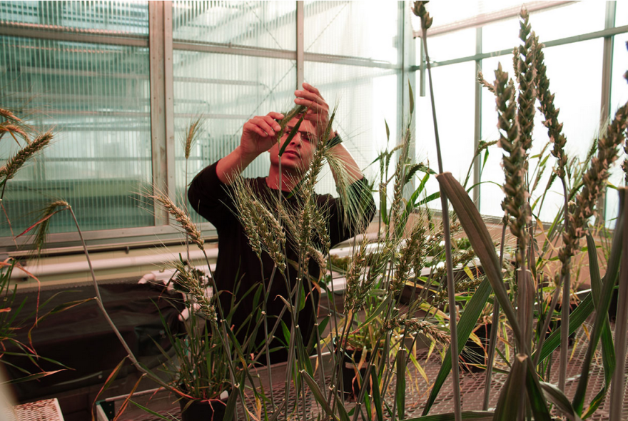 Plant breeder Jakir Hasan will talk about his research into which varieties of grains grow best in different parts of Alaska. Hasan is a research assistant professor of plant genetics at UAF's Institute of Agriculture, Natural Resources and Extension.