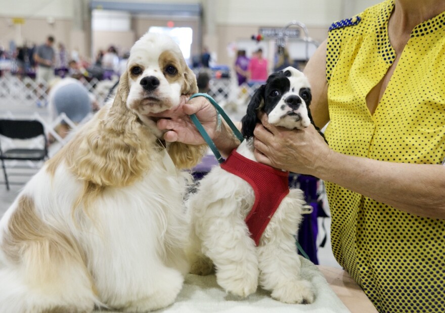 American cocker spaniels Tuffy and Tony at the River City Cluster of Dog Shows.