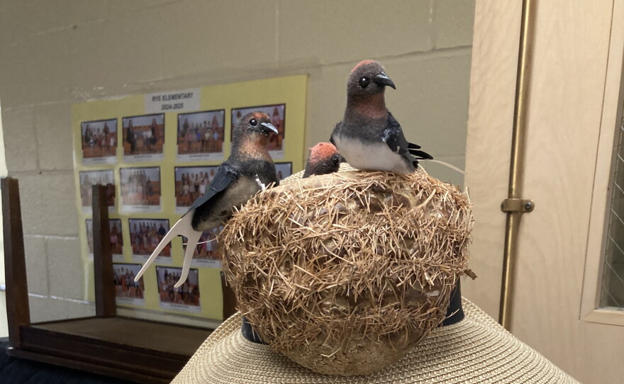 A voter in Rye wears a bird hat to the polls Sept. 8, 2026. Besides the state primary, Rye has a special town meeting ballot today to decide, among other things, whether to reopen the town-owned Goss Farm barn to migrating swallows.