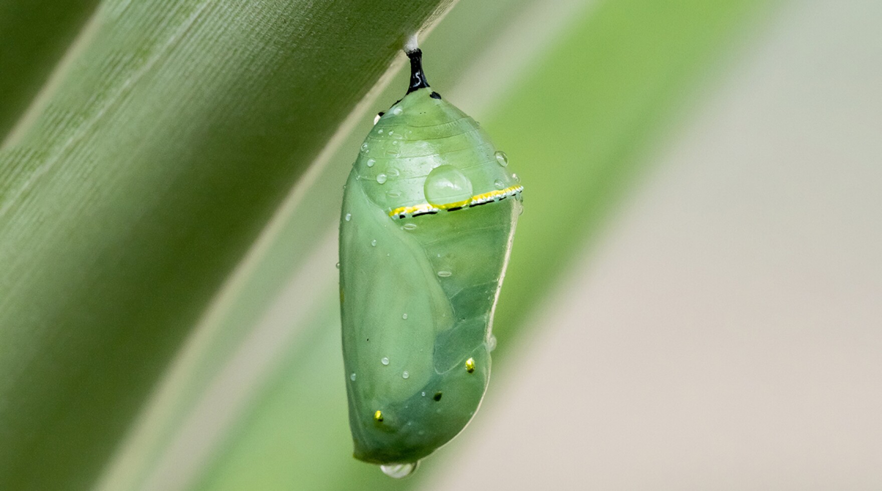 Monarch Butterfly Chrysalis South Carolina Public Radio