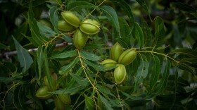 Pecans are grown in 60 of Oklahoma's 77 counties.