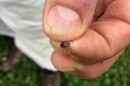 A person holds a tick between their thumb and forefinger.
