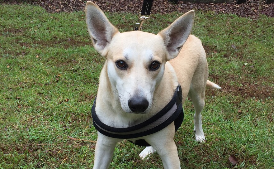 Binky is the breed standard for the Carolina dog, and has been given the registration number 1 by the American Kennel Club.