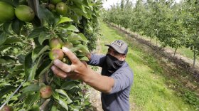 In this June 16, 2020, file photo, orchard worker Francisco Hernandez reaches to pull honey crisp apples off a tree during a thinning of the trees at an orchard in Yakima, Wash. 