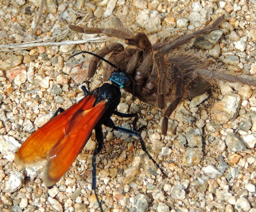 The tarantula hawk is actually a large wasp. If you are ever stung by one, Schmidt says the best thing to do is to just lie down and scream: "The pain is so debilitating" and "screaming is satisfying," he advises.