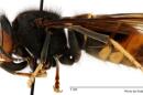 Yellow-legged hornets have been spotted in Union County.