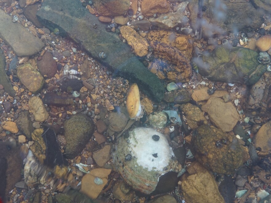 A healthy freshwater mussel is half-buried between rocks in the Clinch River. Mussels are filter feeders that remove algae, sediment and other materials from passing water.