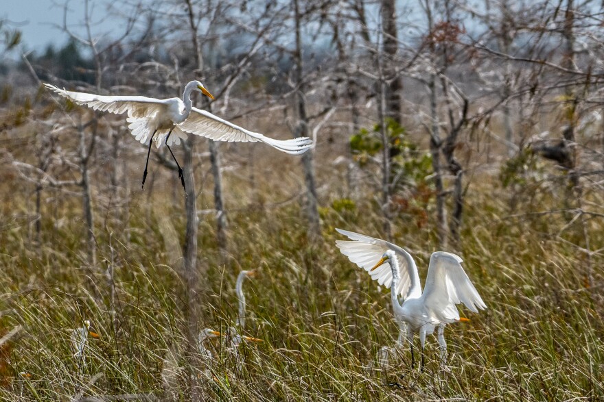 Egrets nest in Everglades National Park, like these, and in marshes throughout the Everglades where mercury can hamper breeding.