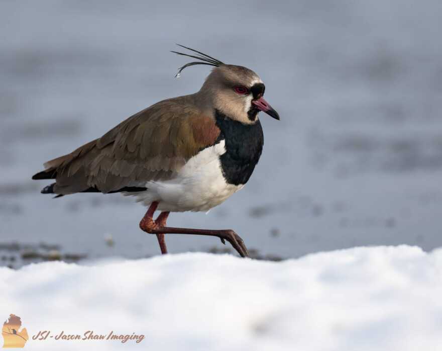 Oscoda southern lapwing in the snow