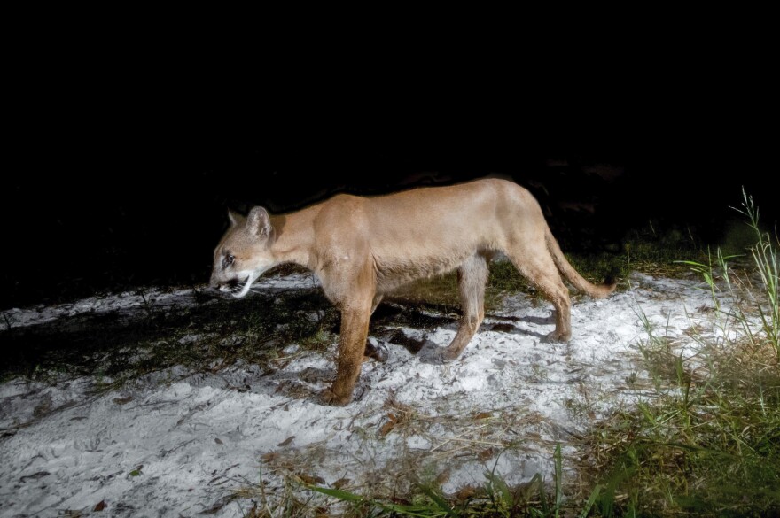 Florida panther roaming sandy grass at night.