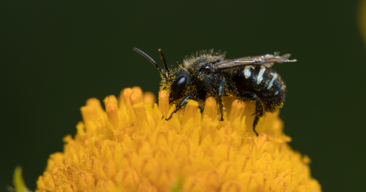 How Oregon cut pesticide-related bee deaths